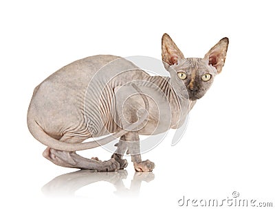 Sphynx Cat Stock Photo