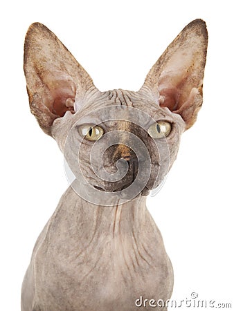 Sphynx Cat Stock Photo