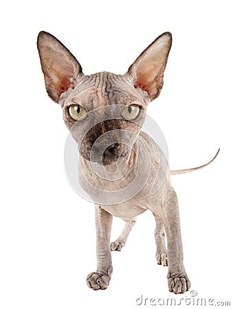 Sphynx Cat Stock Photo