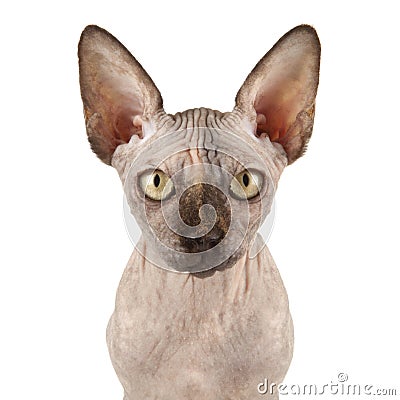 Sphynx Cat Stock Photo