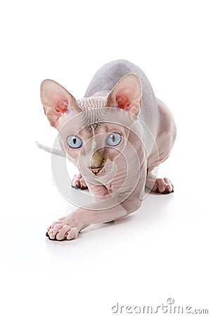 Sphynx cat Stock Photo