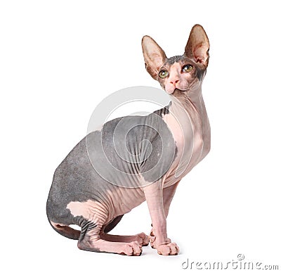 Sphynx cat Stock Photo