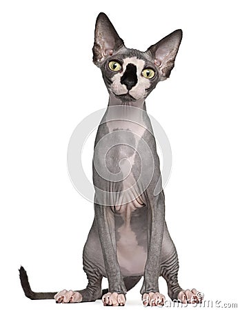 Sphynx cat, 8 months old, sitting Stock Photo