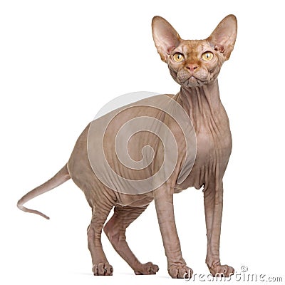 Sphynx cat, 8 months old, standing Stock Photo