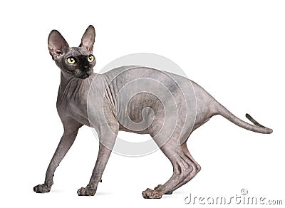Sphynx cat, 9 months old, standing Stock Photo