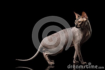 Sphynx Cat on black background Stock Photo