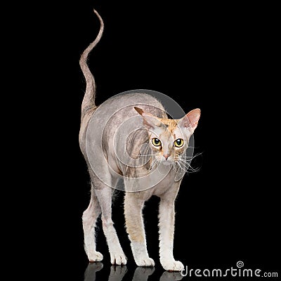 Sphynx Cat with on Black Background Stock Photo