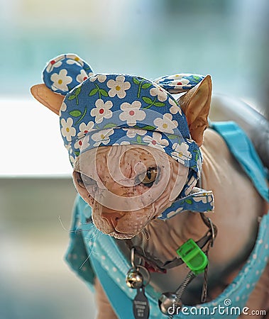 Sphynx cat in funny hat Stock Photo
