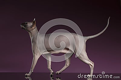 Sphynx Cat Funny Walks on purple Stock Photo