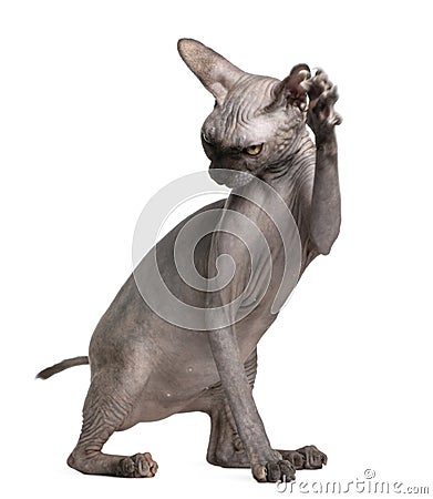 Sphynx cat with paw up, 9 months old Stock Photo
