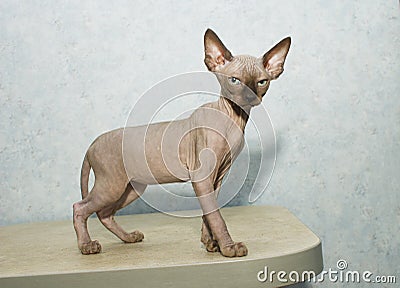 Sphynx cat poses for a photo shoot Stock Photo