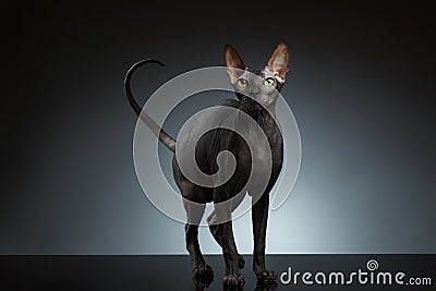 Sphynx Cat Stands and squints Looking up on Black Stock Photo