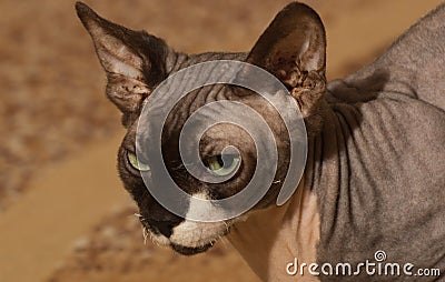 Sphynx cat, 1 year old Stock Photo