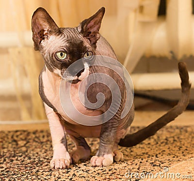 Sphynx cat, 1 year old Stock Photo
