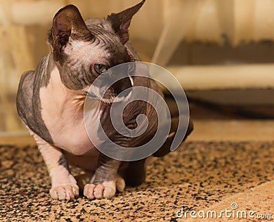 Sphynx cat, 1 year old Stock Photo