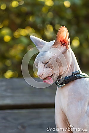 Sphynx cat sticking tongue out Stock Photo