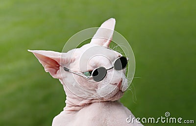 Sphynx Hairless Cat Stock Photo