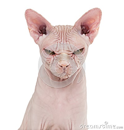 Sphynx Hairless Cat, 4 years old, against white background Stock Photo