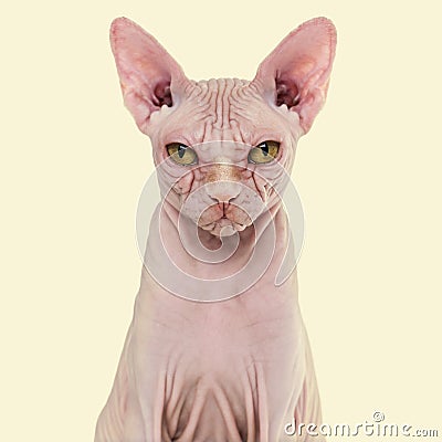 Sphynx Hairless Cat, 4 years old, against yellow background Stock Photo