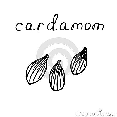 Spice cardamom, vector illustration, hand drawing Cartoon Illustration