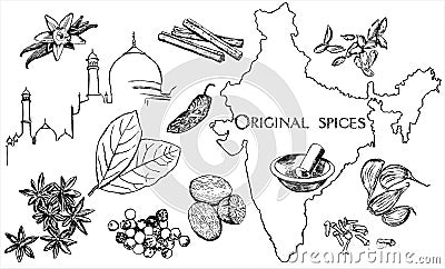 Spice collection Vector Illustration