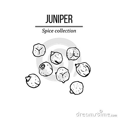 Spice collection, juniper berry hand drawn Vector Illustration