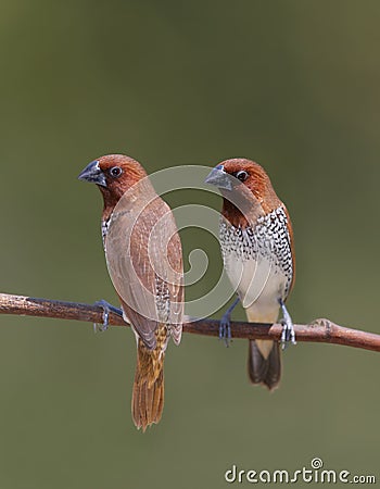 Spice Finches Stock Photo