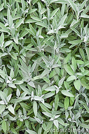 Spice herb Sage (Salvia officinalis) Stock Photo