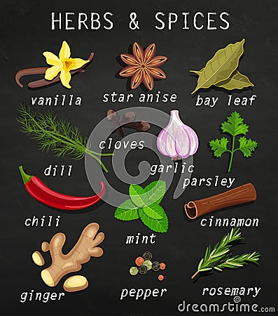 Spice and herb set. Vector Illustration