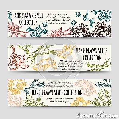 Spice and herbs vintage banners template Vector Illustration