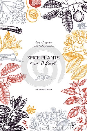 Vector card design with hand drawn spices. Decorative background with aromatic and tonic fruits plants sketch. Vintage kitchen tem Stock Photo