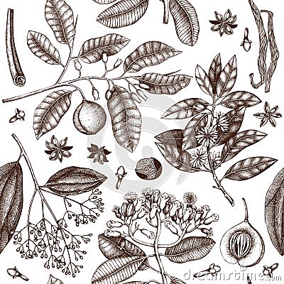 Vector background with tonic and spicy plants. Hand drawn seamless pattern with spices illustrations. Vintage aromatic elements. S Cartoon Illustration