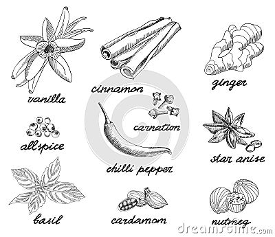 Spice sketch collection. Vector Illustration