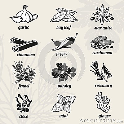 Spice vector icons set Vector Illustration