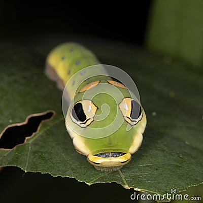 A Spicebush Butterfly larva (Papilio troilus) avoids predation by resembling a snake - Grand Bend, Ontario, Canada Stock Photo