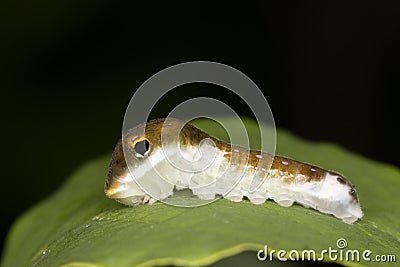 A Spicebush Butterfly larva uses mimicry to avoid predation by resembling a bird dropping Stock Photo
