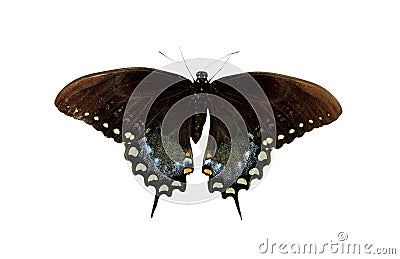 Spicebush Swallowtail Stock Photo