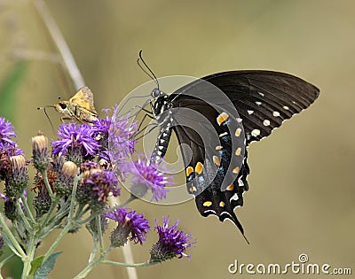 Spicebush swallowtail butterfly Stock Photo