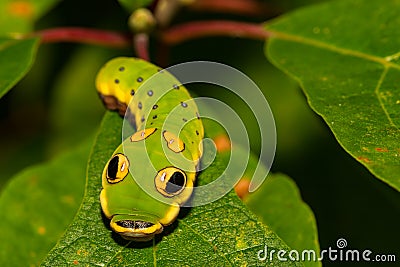 Spicebush Swallowtail Butterfly Caterpillar Stock Photo