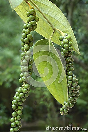 Spices- Black pepper stalks on plant Stock Photo