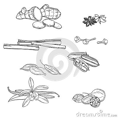 Spices for dessert and baking. Sketch illustration Vector Illustration