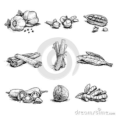 Spices herbs and condiments set. Vector Illustration
