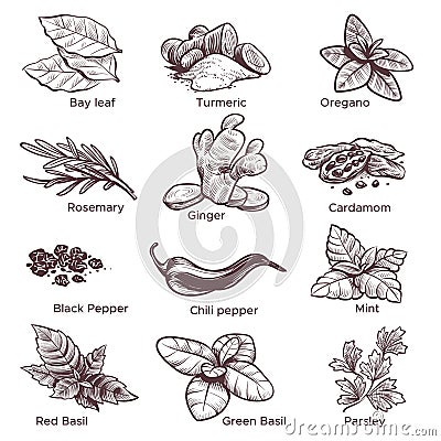 Spices and herbs. Hand drawn ginger, chilli and black pepper, oregano and bay leaf. Mint, cardamom and rosemary Sketch Vector Illustration