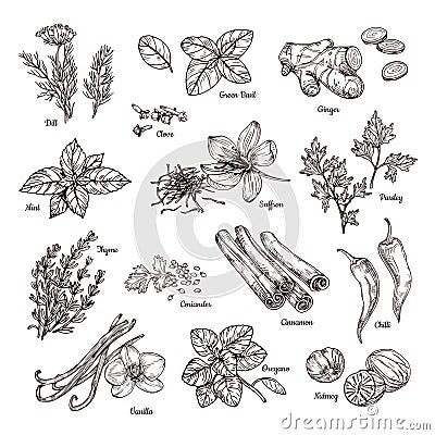 Spices and herbs. Hand drawn ginger and chilli pepper, saffron and vanilla. Sketch spices vector collection Vector Illustration