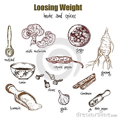 Spices and herbs hand drawn natural chinese medicine herbal ingredients for loosing weight and obesity vector Vector Illustration