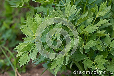 Spices and Herbs, Lovage plant Levisticum officinale growing in the garden Stock Photo