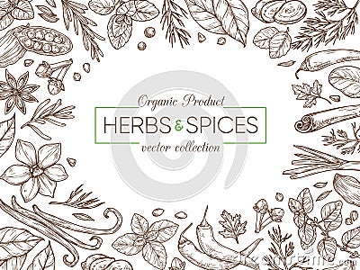 Spices and herbs sketch background. Vector Illustration