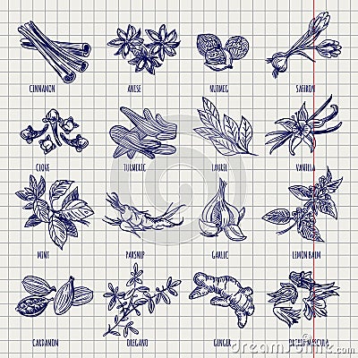 Spices and herbs sketch collection Vector Illustration