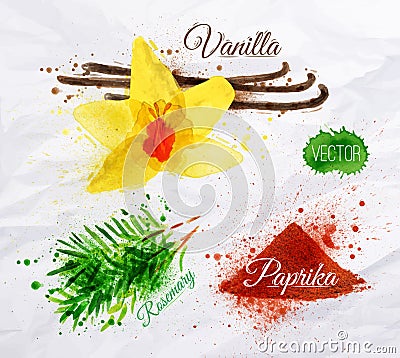 Spices herbs watercolor vanilla, rosemary, paprika Vector Illustration