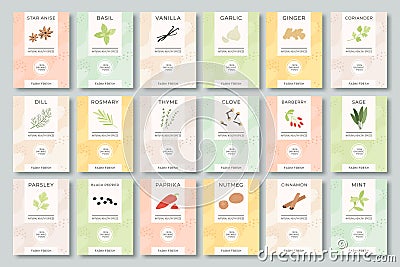 Spices labels. Different aromatic herbs and spices color packaging. Garlic, pepper and basil, spinach and mint organic Vector Illustration
